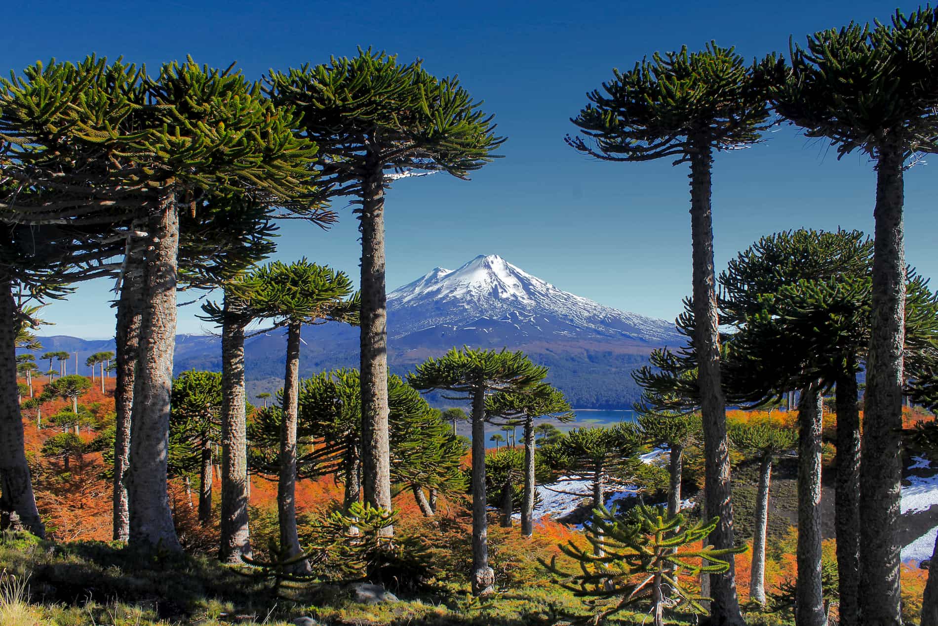 Araucarias ancestrales